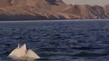 Stingrays are bottom dwelling predators that have their. Photos from posts | Sea flap flap, Funny photoshop ...