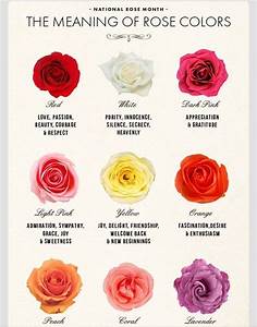 The Meaning Of Rose Colors Musely