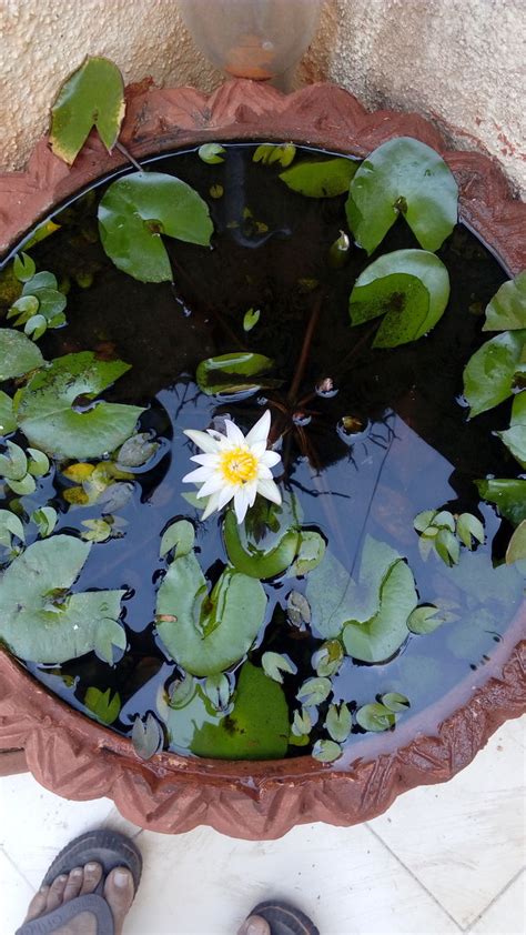 3 Ways To Grow Lotus Flower Wikihow