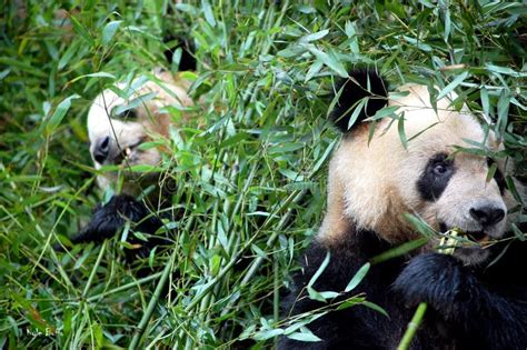 Giant Pandas Stock Photo Image Of Panda Bamboo Plants 10371906