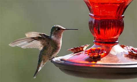 What You Can Do To Attract Hummingbirds Food Storage Moms