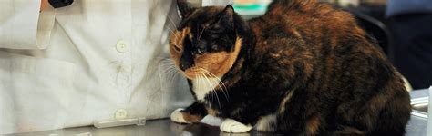 Common Cat Diseases Aspca