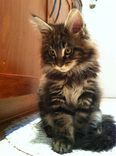 Maine coon cats are moderately active. Pin on Maine Coon Cat