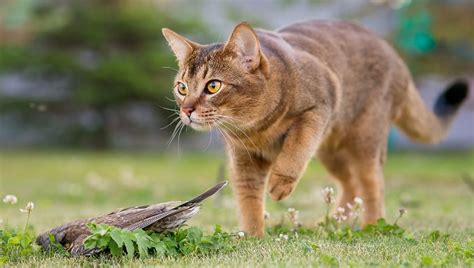 What Do Cats Eat In The Wild Things To Know