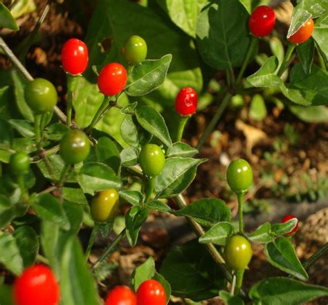 Birds Eye Chilli Seeds – Sandia Seed Company