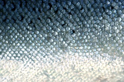 Image Result For Fish Scales Texture Fish Scales Texture Photography