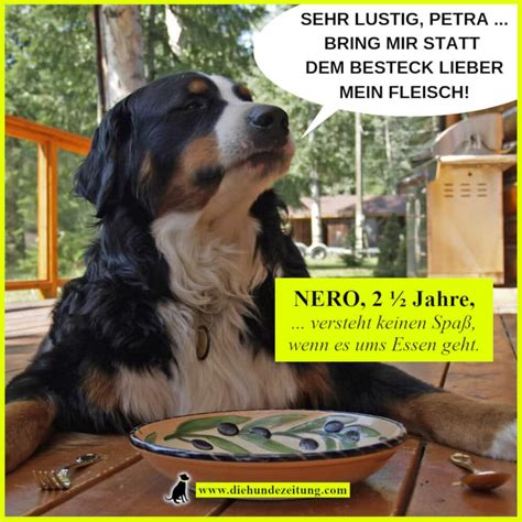 Lustige sprüche in gesprächen einsetzen ein lustiger spruch unter freunden stellt für die meisten menschen keine herausforderung dar. Lustige Sprüche: 31 Dinge, die sich Hunde denken