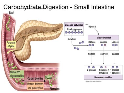 We did not find results for: Carbohydrate digestion begins in the mouth with salivary ...