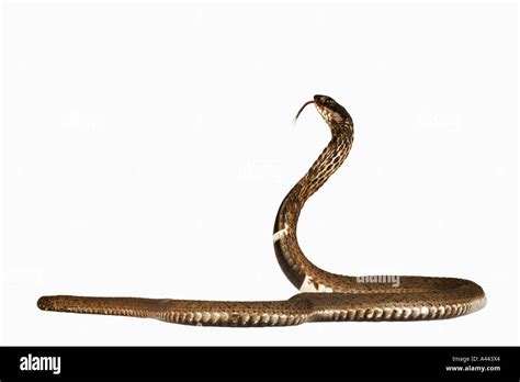 Rinkhals Ring Necked Spitting Cobra Hemachatus Haemachatus Typical