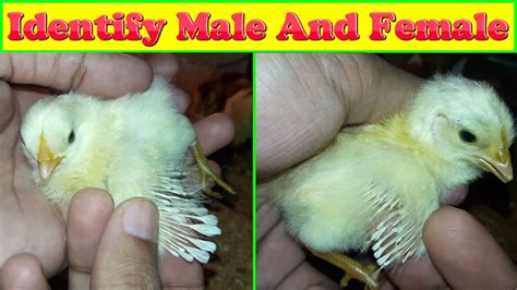 How To Tell If A Chick Is Male Or Female By Wings