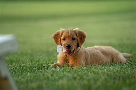 Download Golden Retriever Puppy At Field Wallpaper