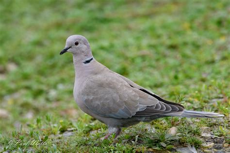 Eurasian Collared Dove Flickr