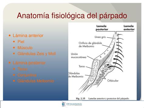 Anatomia Del Parpado