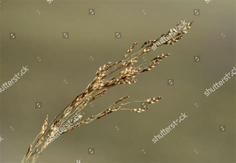 Ear Williams Lovegrass Eragrostis Tef Province Editorial Stock Photo