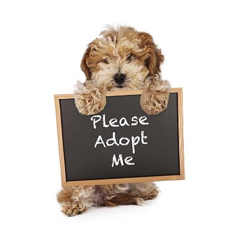 Pet adoption league receives a portion of all sells purchased at grounds and hounds coffee through this link: Join the Amarillo SPCA for the Pet Smart Adoption Event