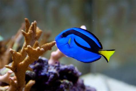 Yellow Tang Care Guide Fish Size Facts Photos Tank Mates Artofit