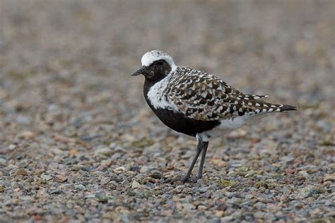 Black Bellied Plover Audubon Guide To North American Birds