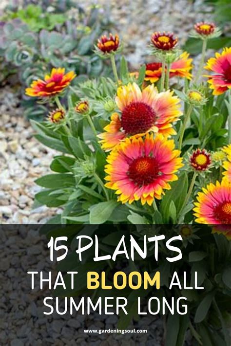 Maybe you would like to learn more about one of these? 15 Plants That Bloom All Summer Long in 2020 | Plants ...