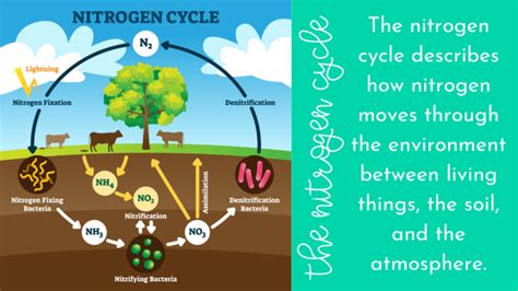 How To Remember The Steps Of The Nitrogen Cycle The Productive Teacher