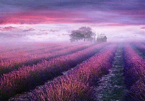 Lilac Field Plant Photography Flowers Photography Landscape