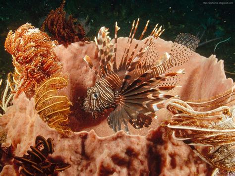 Underwater Sea Animal Creatures Plants Pictures Hq 1600x1200