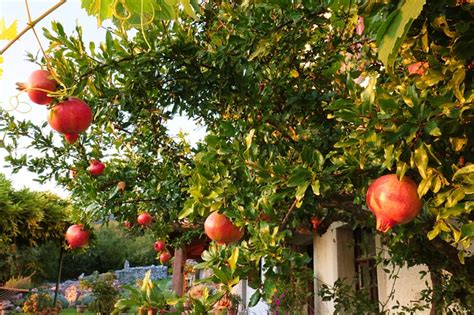 Pomegranate Cultivation In India A Complete Guide Akmindia