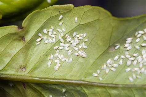 How To Get Rid Of Whiteflies Four Top Tips For A Pest Free Garden