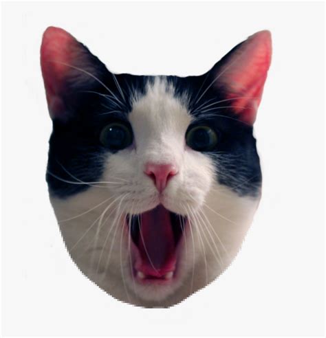 Nft mania has reached new highs in recent months, with a digital artwork by an artist known as beeple selling for $69.3 million.a trading card featuring the quarterback tom. Cat Meme Png - - Funny Cats Transparent Background , Free ...