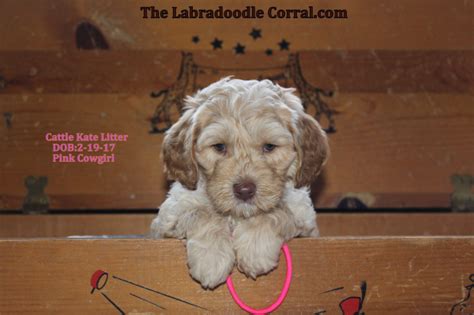 Minneapolis mn labradoodle puppies for sale. Mankato MN Labradoodle Puppies | The Labradoodle Corral Wisconsin