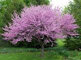 Redbud Flowering Tree