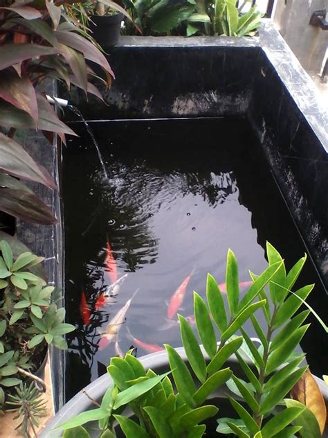 Habitat asli koi adalah berupa sebuah danau yang luas dengan air yang tenang. Isan Ginanjar : KOLAM KOI SEDERHANA
