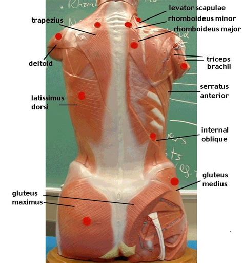 A muscle of the medial thigh that originates on the pubis. abdomen muscle model labeled - Google Search | anatomy ...
