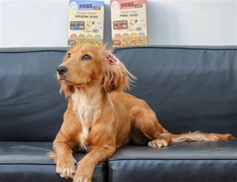 Select the department you want to search in. Pure Pet Food - Freeze Dried Dog Food Review - woofwagwalk ...