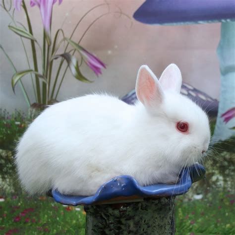 Netherland Dwarf Rabbit Rabbits For Sale Natick Ma 273057