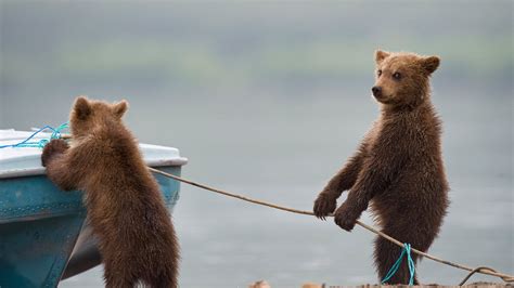 Bear Cubs Playing By A Lake © Sergey Ivanovgetty 2019 04 01