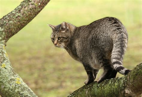 Ideal for humanely capturing raccoons, stray cats, groundhogs (woodchucks), opossums, armadillos and similar size nuisance animals. Sofia - my beloved raccoon cat :-) | My beloved cat ...