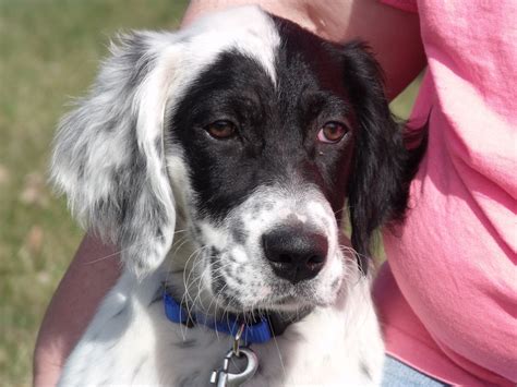 Review Of English Setters Puppies For Sale References Gonatural