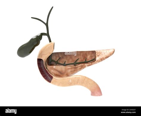 Pancreatic Ducts Hi Res Stock Photography And Images Alamy