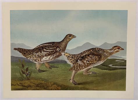 Sharp Tailed Grouse By John James Audubon Poster Museum