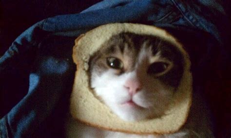 Image 247140 Cat Breading Know Your Meme
