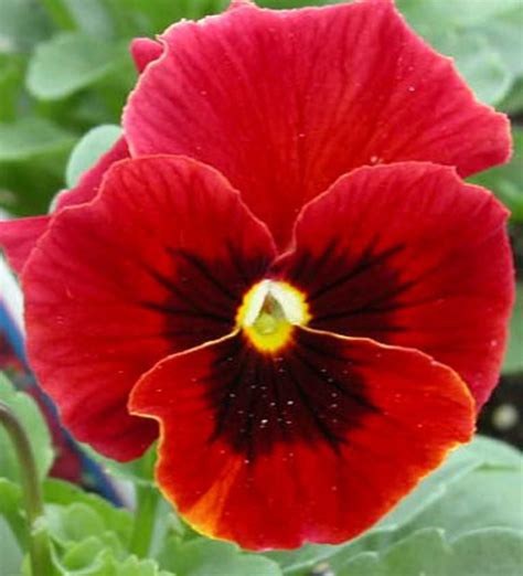 Pansy Seeds Viola Swiss Giant Red Viola Swiss Giant Is Known For Its