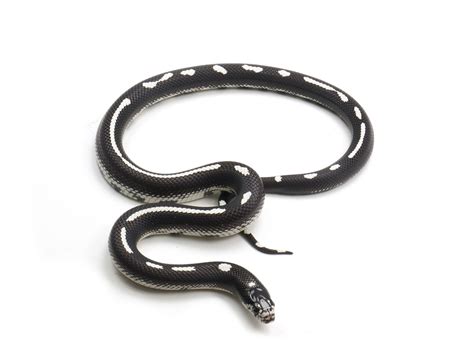 2023 Male Reverse Stripe California King Snake New England Reptile Nerd