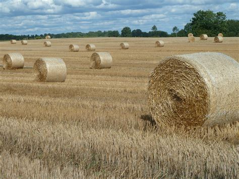 Free Images Nature Plant Hay Field Farm Prairie Country Summer