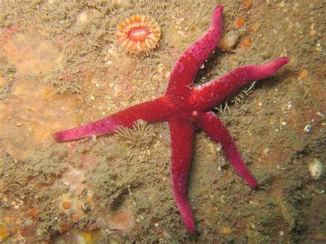 Bloody Henry Starfish Henricia Oculata Marlin The Marine Life
