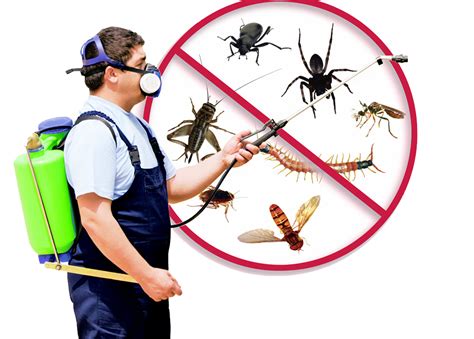 5 Benefits Of Pest Control And Why You Cant Ignore This