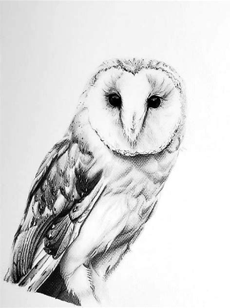 23 Drawing A Barn Owl Zerlena