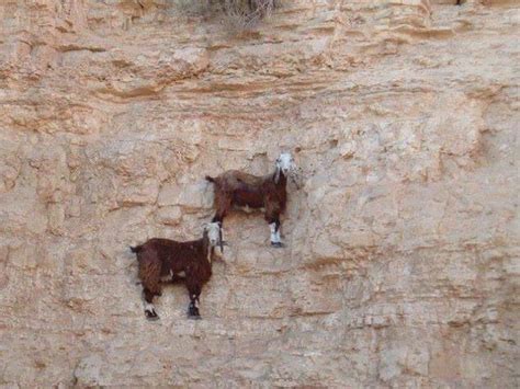 10 Photos That Prove Mountain Goats Are Incredible Climbers Oversixty