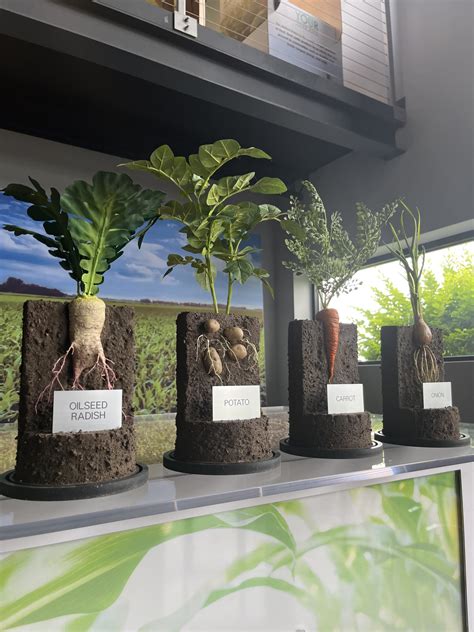 Dutchess County Fair: Unveiling The Root Wonders - Exhibit Farm: The