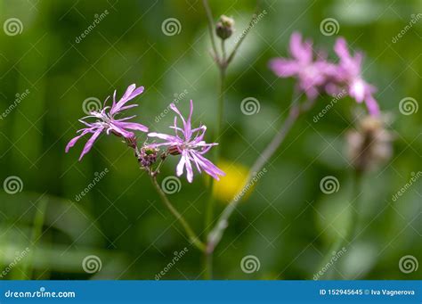 Lychnis Flos Cuculi Pink Wild Meadows Flowers In Bloom Beautiful