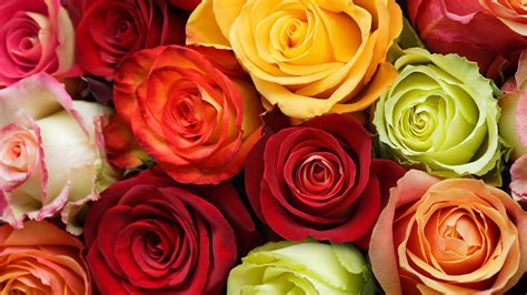 Roses Wallpaper High Definition High Quality Widescreen